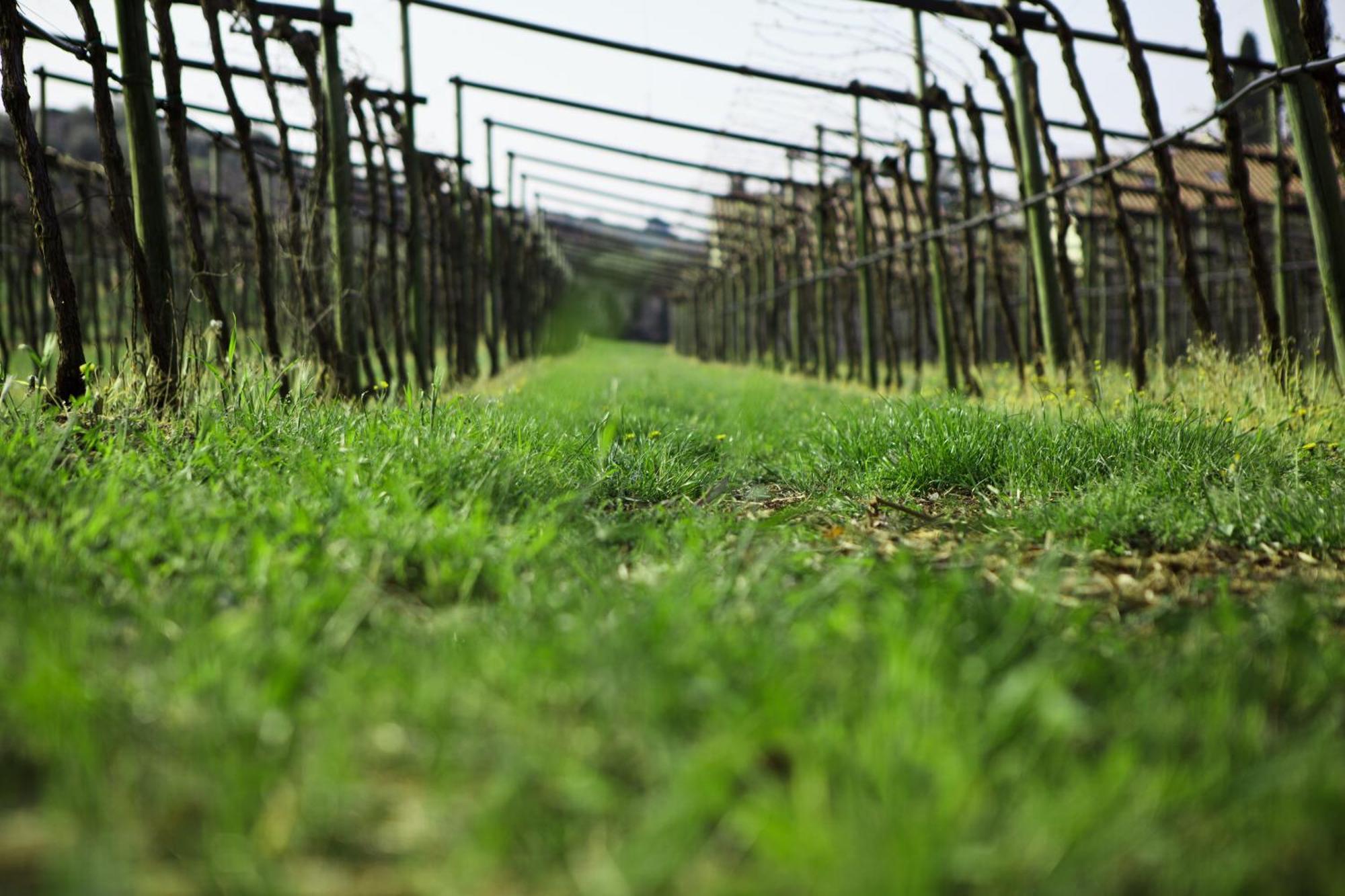 Azienda Agrituristica Corteforte Фумане Экстерьер фото